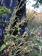 Vaccinium japonicum lasiostemon