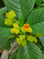 Chrysothemis friedrichsthaliana