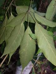 Handroanthus impetiginosus