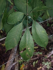 Handroanthus impetiginosus