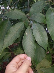 Handroanthus impetiginosus