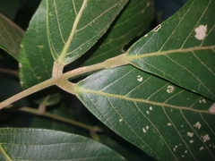 Image of Lonchocarpus felipei
