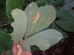 Lonchocarpus felipei