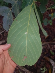 Lonchocarpus felipei