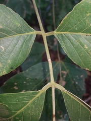 Lonchocarpus felipei