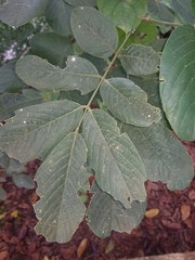 Lonchocarpus felipei