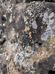 Rhizoplaca subdiscrepans