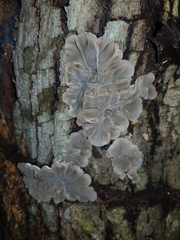 Auricularia mesenterica