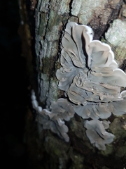 Auricularia mesenterica