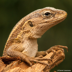 Liolaemus gravenhorstii