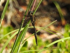 Somatochlora walshii