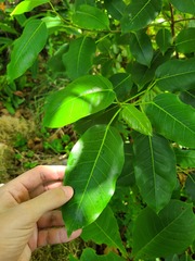 Ficus citrifolia