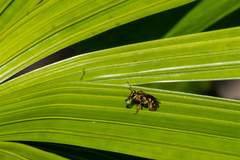 Mellitidia tomentifera