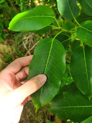 Ficus citrifolia