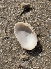 Venerupis galactites