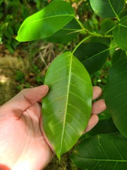 Ficus citrifolia