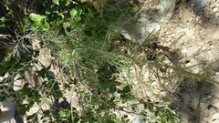 Lepidospartum squamatum