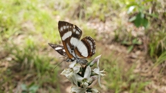 Thisbe irenea