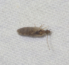 Sympherobius pygmaeus