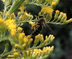 Cnemidandrena