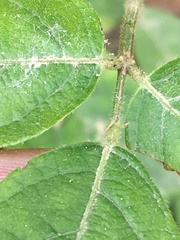 Desmodium viridiflorum
