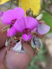 Desmodium viridiflorum