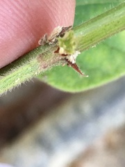 Desmodium viridiflorum