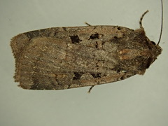 Parabagrotis exsertistigma