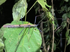 Pseudophasma bispinosum