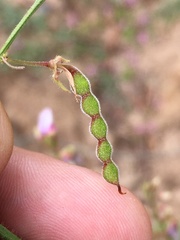 Desmodium viridiflorum