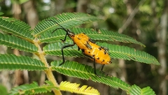 Sephina