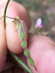 Desmodium viridiflorum