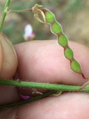 Desmodium viridiflorum