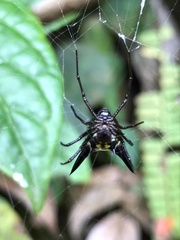 Micrathena raimondi