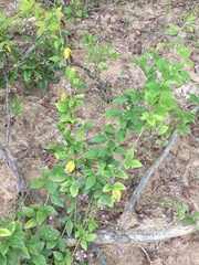 Desmodium viridiflorum