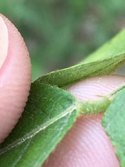 Desmodium viridiflorum