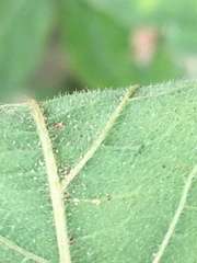 Desmodium viridiflorum