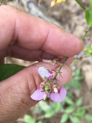 Desmodium viridiflorum