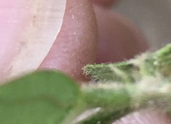 Desmodium viridiflorum