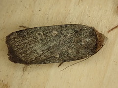Abagrotis duanca