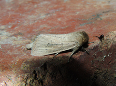 Bathytricha truncata