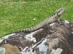 Intellagama lesueurii lesueurii