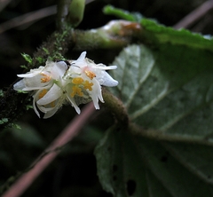Begonia harlingii