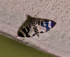 Lypotigris reginalis