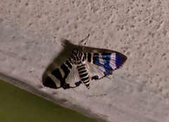 Lypotigris reginalis