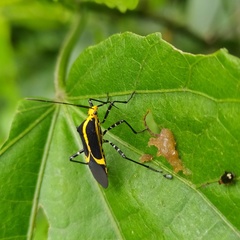 Hypselonotus linea