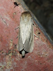 Bathytricha truncata