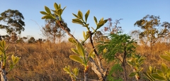 Diospyros burchellii