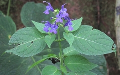 Salvia sigchosica