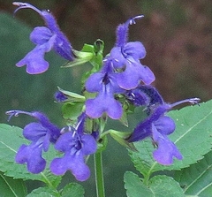 Salvia sigchosica